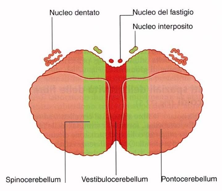 Nucleo globoso + Nucleo emboliforme Collegamenti: Midollo spinale (controllo della postura e del movimento) Collegamenti: Nucleo vestibolare Nuclei motori dei muscoli