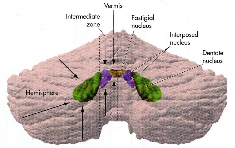 Immagine tratta da: The Human Brain, J.