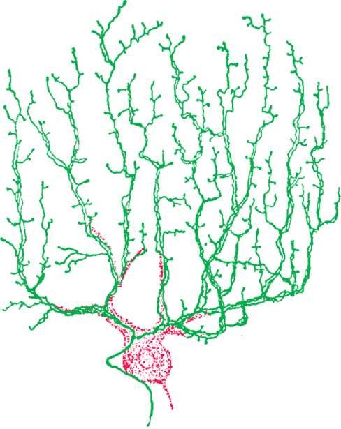 Fibra rampicante Immagine tratta da: The