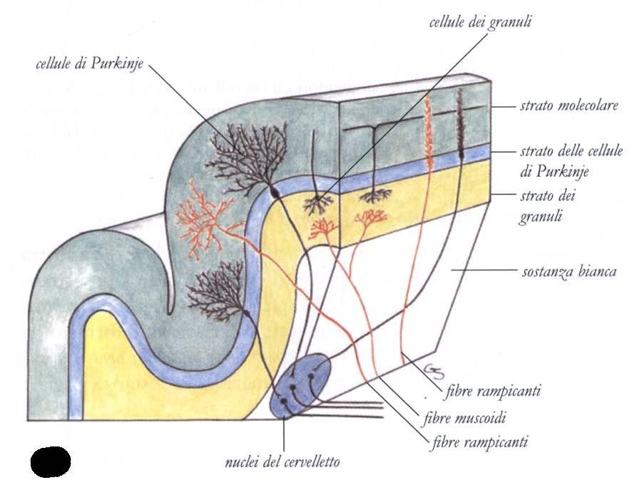 Immagine tratta da: Anatomia Umana,