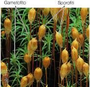 Nelle Briofite (muschi, epatiche), il gametofito è la generazione dominante;