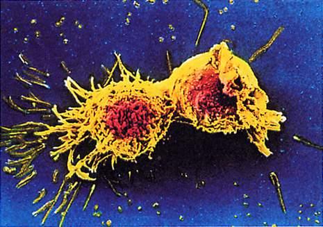 Le cellule si riproducono mediante divisione cellulare durante la quale il contenuto di una cellula è divisotra due nuove cellule figlie.