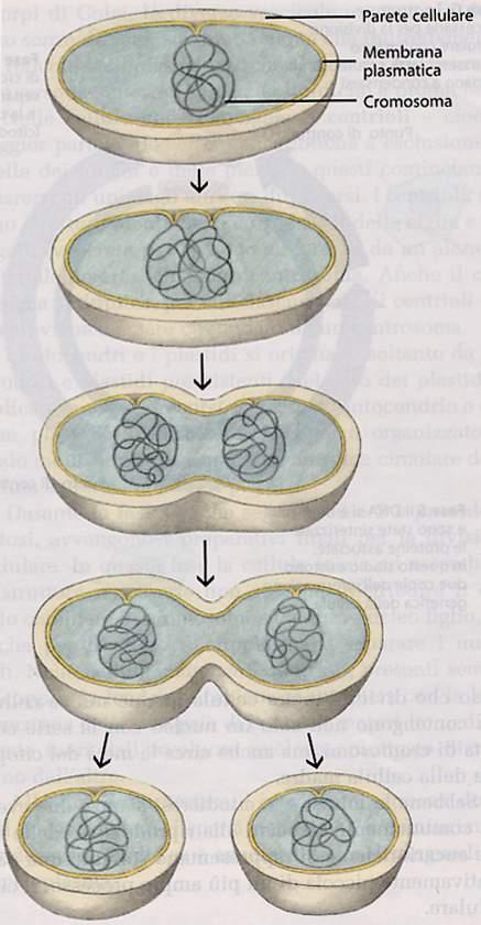 Divisione cellulare nei procarioti Non appena la cellula ha raggiunto circa il doppio delle sue dimensioni e i cromosomi si