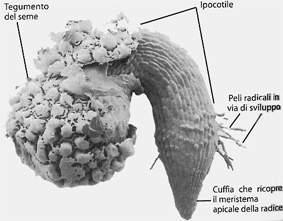 Nelle piante la maggior parte delle divisioni cellulari avviene nei meristemi apicali localizzati