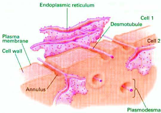 Il trasporto nel simplasto avviene tramite i PLASMODESMI = è formato da un canale attraverso la parete delimitato dalla membrana plasmatica e contenente al centro una struttura tubulare desmotubulo =