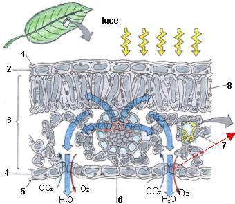 Nelle foglie l acqua evapora dalle pareti cellulari del parenchima a palizzata e del Parenchima lacunoso che insieme formano il Mesofillo passaggio negli spazi intercellulari in comunicazione con l