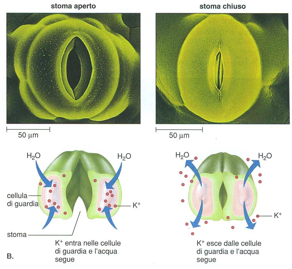 Gli stomi si aprono perché le cellule di guardia assorbono acqua e si rigonfiano - Le microfibrille di cellulosa impediscono aumento in diametro -Allungamento lungo le pareti esterne - Le cellule di