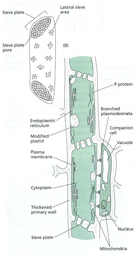 Cellula Cribrosa Elementi del Cribro Area cribrosa Cellule cribrose (gimnosperme) Elementi dei tubi cribrosi (angiosperme) Ogni elemento del cribro