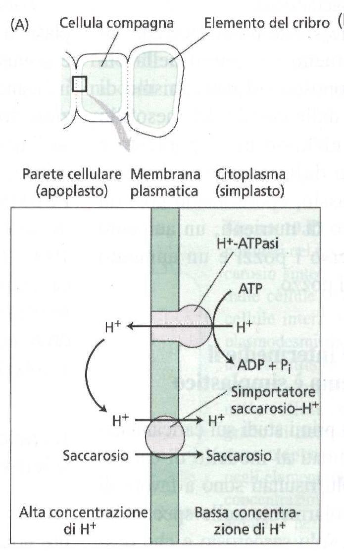 CELLULA