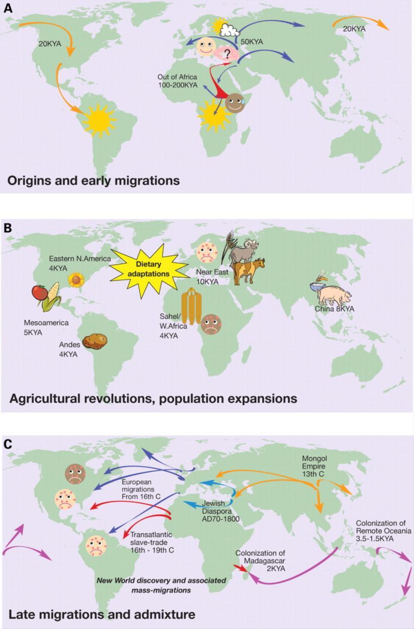 L adattamento genetico alla variabilità geografica dei patogeni, del clima e della dieta è (ed è stato) senza dubbio fondamentale per il successo della nostra specie.