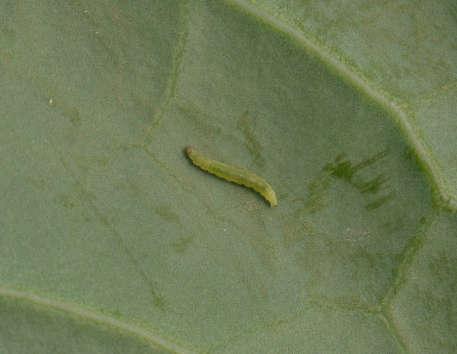 Larva di tignola del cavolo (Plutella xylostella) (foto D. Fontanive).