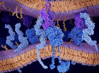 antigeni, epitopi & anticorpi Col termine antigene ci si riferisce a qualsiasi molecola (o frammento di molecola) in grado di essere riconosciuta dal sistema immunitario come estranea o