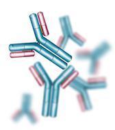 Gli anticorpi sono proteine appartenenti alla famiglia delle immunoglobuline.