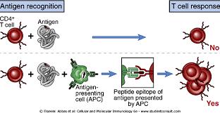 anticorpi nel sangue) La produzione degli anticorpi richiede l interazione fra tre tipi di cellule le APC