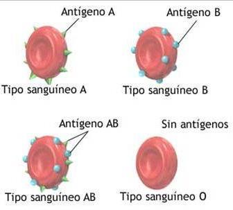 Il gruppo A presenta: ag di tipo A (agglutinogeno A)e, nel plasma, ac anti-b ( agglutinina anti-β) ed è diviso in due sottogruppi: A1, il più numeroso, e A2 Il gruppo B presenta : ag B (agglutinogeno
