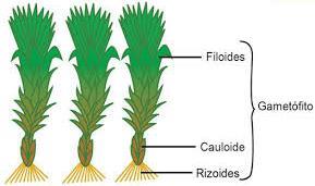 Conformazione: Essendo piante molto semplici non hanno un vero e proprio tessuto vascolare. Sono costituite da radici, fusti e foglie molto semplici.