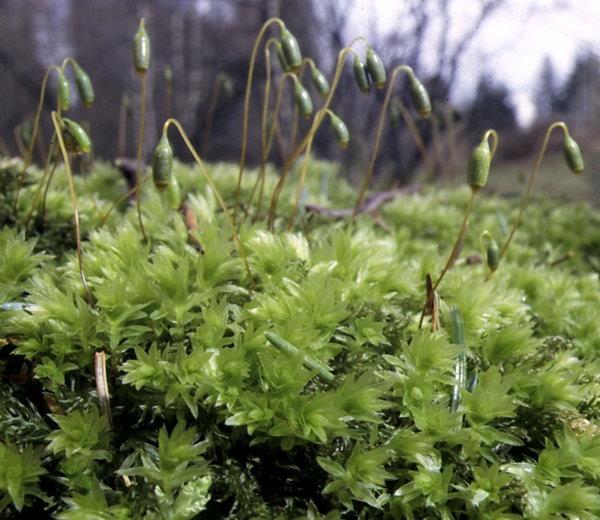 Caratteristiche: Crescono in gruppi formando così veri e propri cuscinetti sul terreno, sono capaci di trattenere l acqua come se fossero delle spugne Questi organi non producono