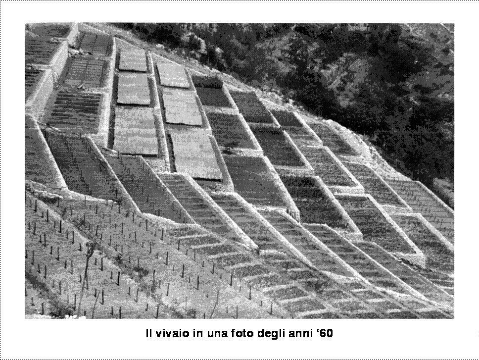 Il Vivaio di Vallinfreda: un capitale per contrastare il processo di deforestazione Le zone forestali in Italia rappresentano fondamentali elementi di protezione del suolo perché impediscono l