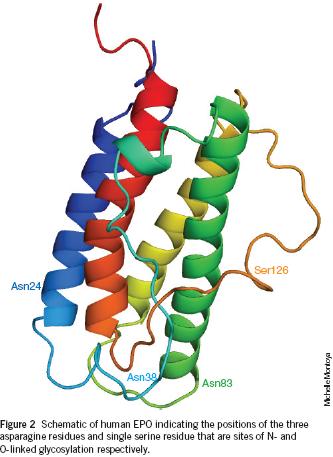 Eritropoietina L eritropoietina (EPO) è un ormone che stimola la produzione di globuli rossi. E una glicoproteina di 165 aa con 4 catene di carboidrati (3 N- e 1 O-glicosilazione).