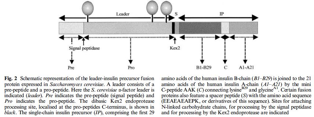 Produzione di insulina ricombinante nel lievito Saccharomyces cerevisiae (via della proinsulina) Pro-insulina cos.