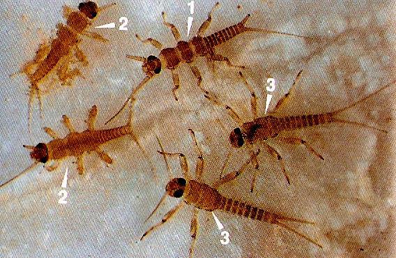 ORDINE EFEMEROTTERI Neanidi (primi stadi larvali) di Plecotteri (1 e 2) e di Efemerotteri (3) In questo stadio le larve di Efemerottero