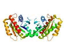 GENE GLUCOCEREBROSSIDASI Il gene glucocerebrossidasi si trova sul cromosoma 1 (locus 1q 21); è costituito da oltre 7000 paia di basi (pb), in cui si riconoscono 11 esoni (regioni codificanti)