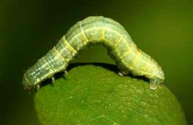 larva / gemma segnala l inizio della gradazione