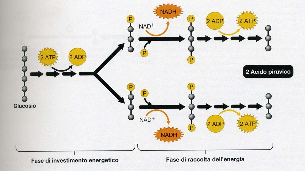 Glicolisi: decomposizione dello zucchero,