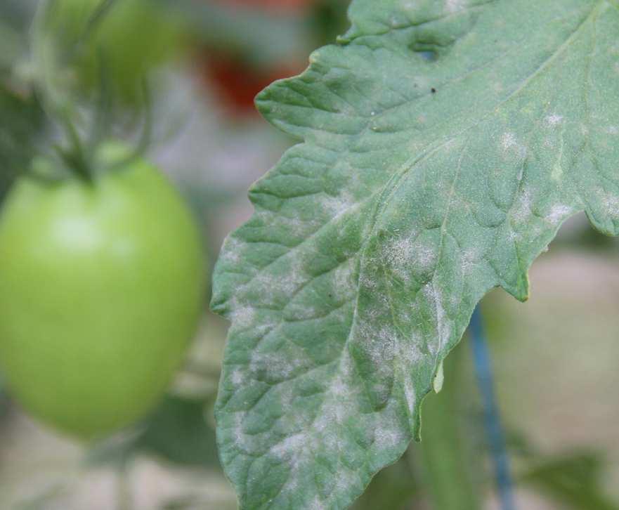 Oidio La malattia colpisce prevalentemente le colture prossime alla maturazione e appare precocemente nelle colture lunghe nelle quali si raccolgono in questi giorni i primi pomodori.
