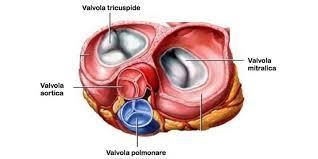 I movimenti di chiusura e apertura delle valvole cardiache sono semplici eventi meccanici, che dipendono unicamente dalle differenze di pressione presenti ai due lati