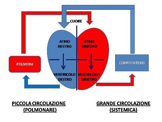 La doppia circolazione Nei mammiferi, come pure negli uccelli, distinguiamo due grossi circuiti sanguigni che iniziano e terminano nel cuore e sono collegati in serie in modo che tutto il sangue