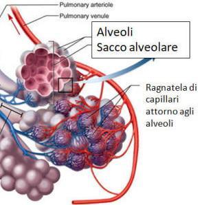 Da qui giunge nel ventricolo destro il quale lo spinge all interno del tronco polmonare, il quale si suddivide in due rami, destro e sinistro,