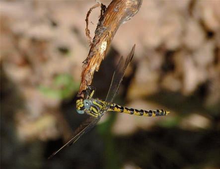 Odonatofauna delle basse Valli Susa, Sangone e Lanzo ninici. Occasionale la presenza in ambienti lentici (Boano et al., 2007).