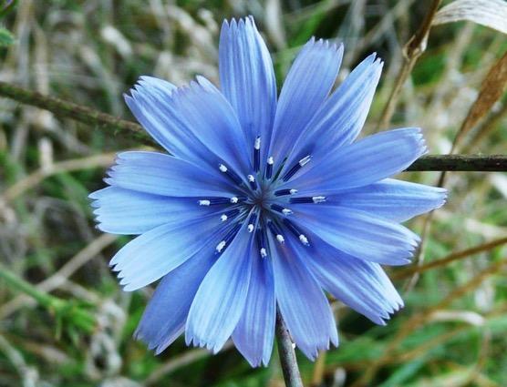 chicory 12 Guaritori ogni parte della pianta è utile, la radice, le foglie; il blu del