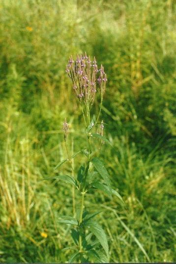 vervain 12 Guaritori è una pianta fuori proporzioni: fiori piccoli e insignificanti, gambi lunghi e ramificati tanta struttura che supporta