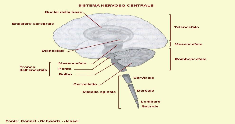 anatomia