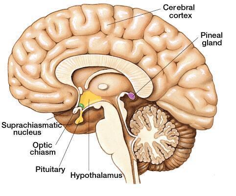 neoplasie del tessuto neuroepiteliale neoplasie della regione pineale Pineocitoma T.