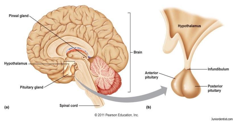 neoplasie