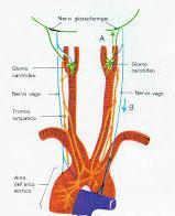 L azione dei chemocettori I chemocettori sono recettori sensibili alle variazioni della composizione chimica del sangue e di altri liquidi biologici.