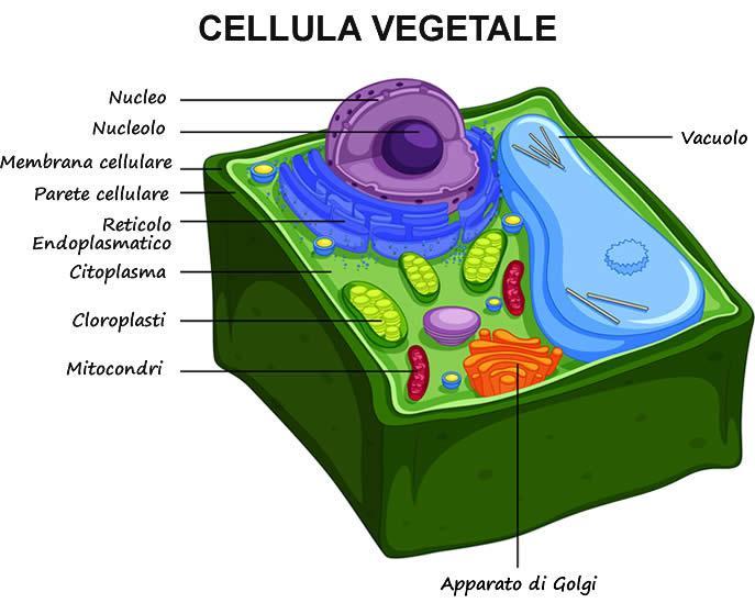 cellula vegetale presenta diverse peculiarità che la differenziano da quella