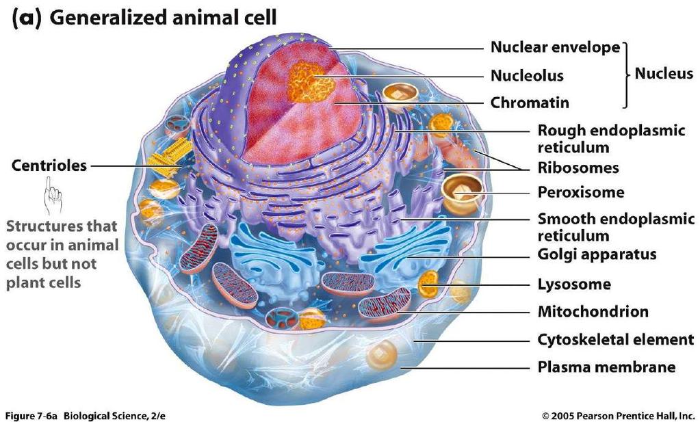 La Cellula