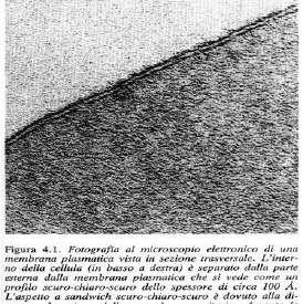 MEMBRANA PLASMATICA Sottile membrana di circa