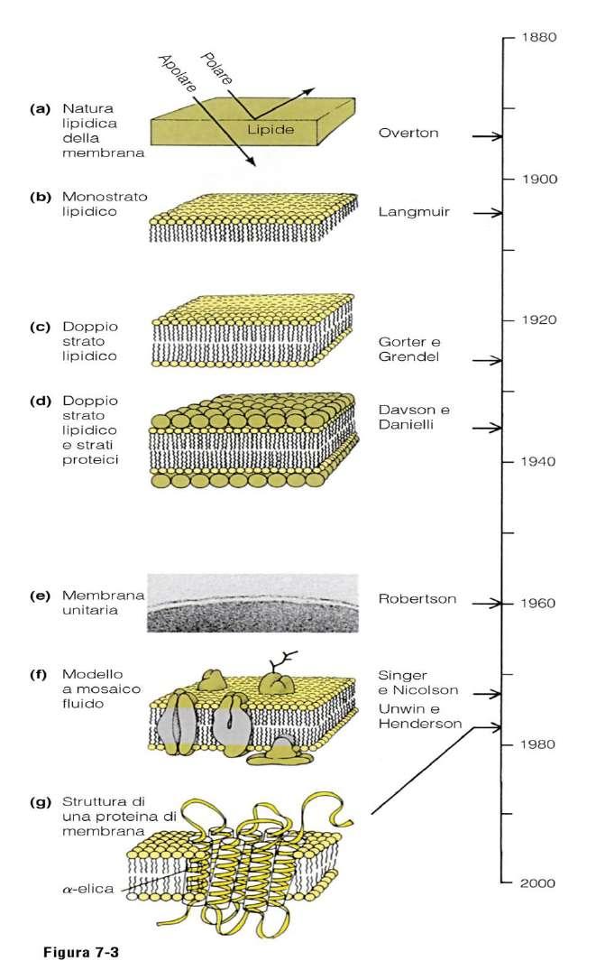 Evoluzione dei