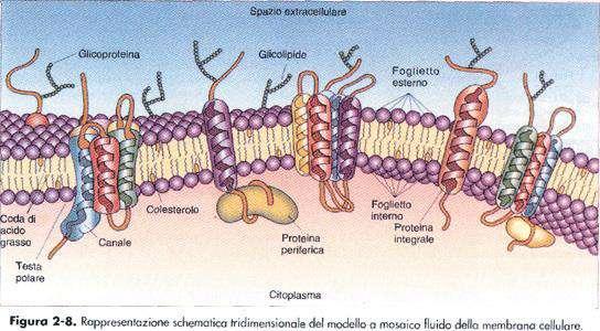 Struttura delle membrane biologiche Cellula (neurone) lipidi proteine glucidi per lo più