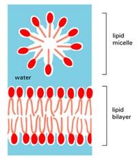 LIPIDI I lipidi di membrana: la