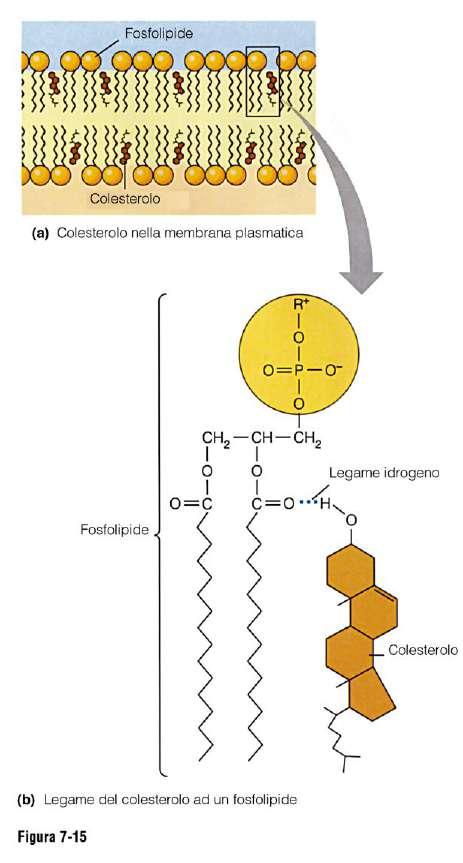 Il colesterolo IL COLESTEROLO Impedisce alle catene di CH2 di interagire troppo e di cristallizzare, quindi inibisce transizioni di fase troppo brusche.