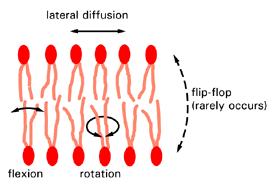 Flip-flop: un