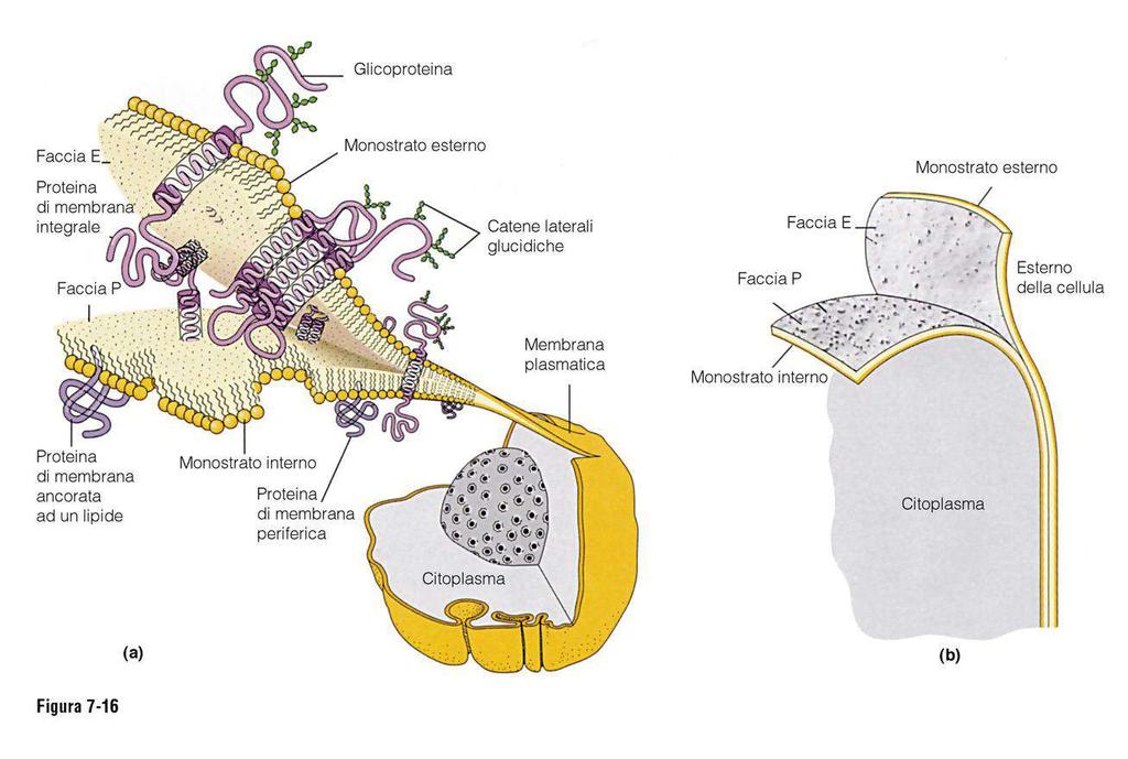 LE PROTEINE DI MEMBRANA Per studiarle: