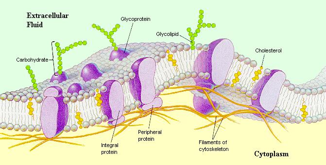 MODELLO A MOSAICO FLUIDO Fluidità delle membrane sistema dinamico movimento