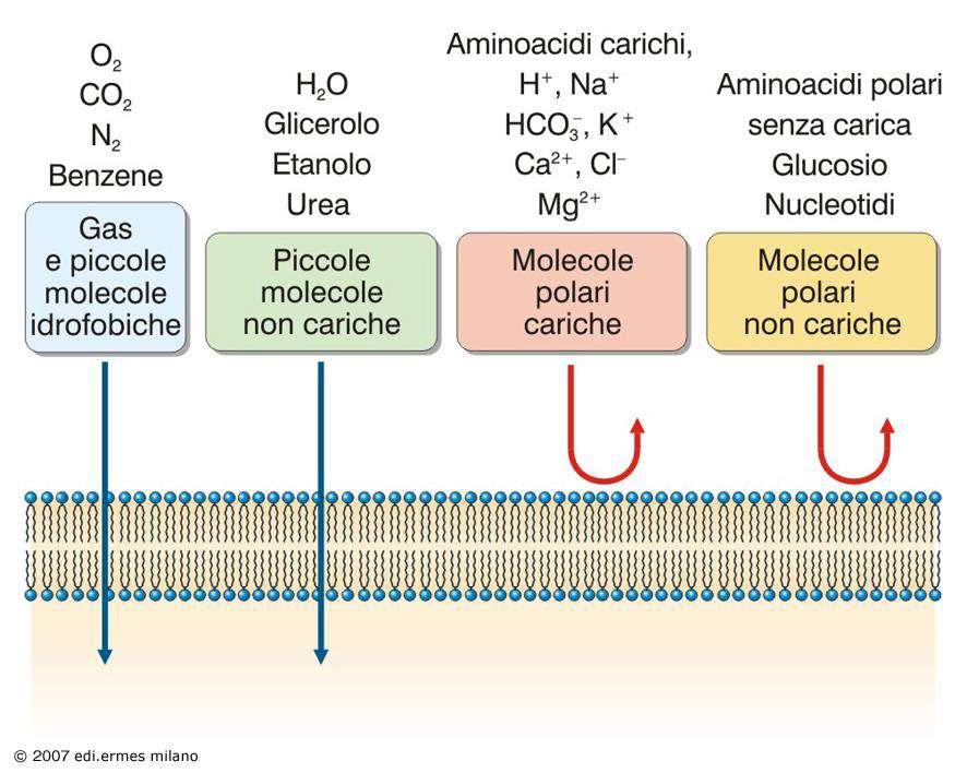 PERMEABILITÀ